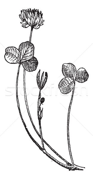 Trifolium repens or White clover, vintage engraving. Stock photo © Morphart