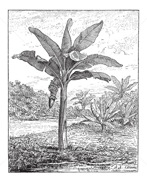 Banana, Plantain, or Musa sp., vintage engraving Stock photo © Morphart