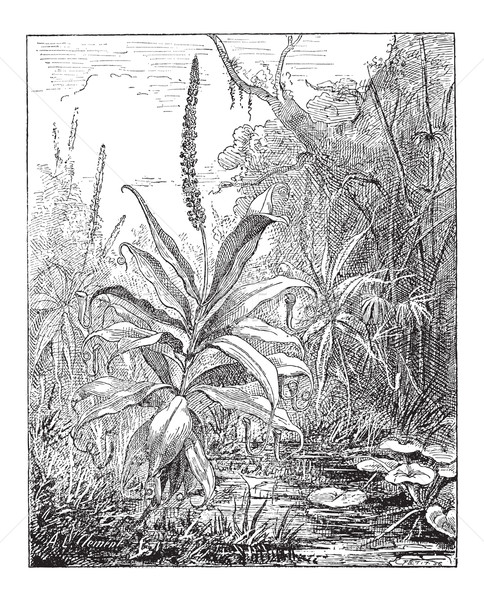 Pitcher Plant or Nepenthes distillatoria, vintage engraving Stock photo © Morphart