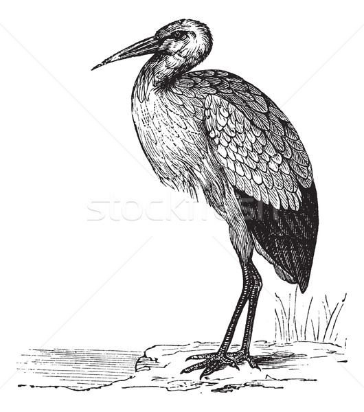 Stock photo: White Stork or Ciconia ciconia vintage engraving