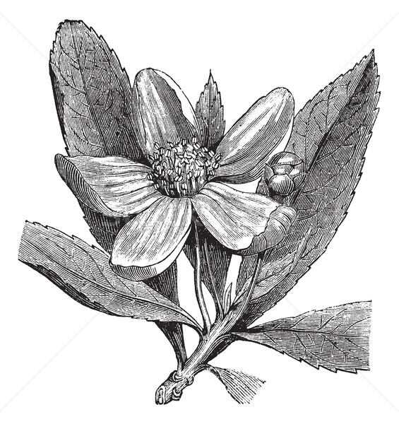 Franklinia or Gordonia pubescens vintage engraving Stock photo © Morphart