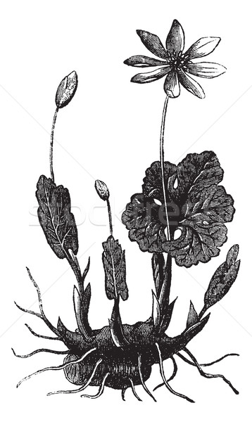 Bloodroot or Sanguinaria canadensis vintage engraving Stock photo © Morphart