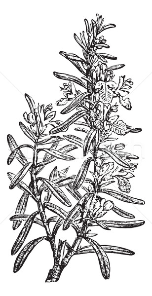 Rosemary or Rosmarinus officinalis, vintage engraving. Stock photo © Morphart