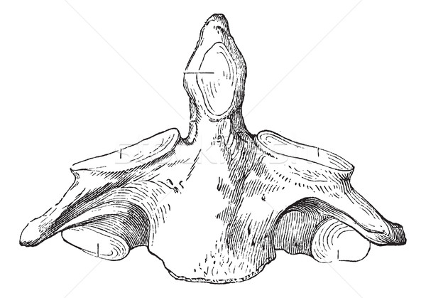 Fig. 136. Axis (second cervical vertebra), vintage engraving. Stock photo © Morphart