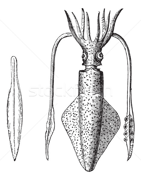 European Squid or Loligo vulgaris, Squid, vintage engraving. Stock photo © Morphart