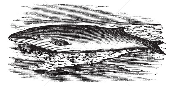Fin whale or Balaenoptera physalus vintage engraving Stock photo © Morphart