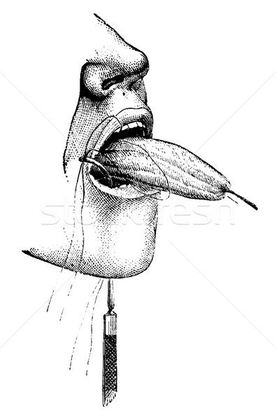 Partial Amputation of the Tongue using Ligatures, vintage engrav Stock photo © Morphart