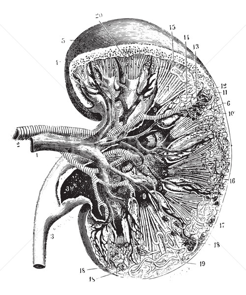 腎 復古 雕刻 刻 插圖 商業照片 © Morphart