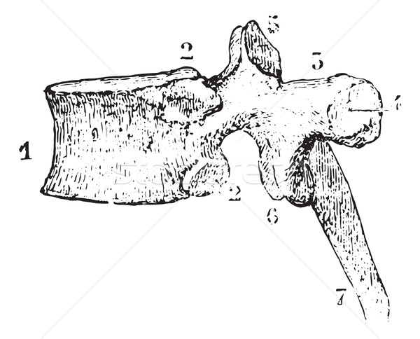 Thoracic vertebrae or Dorsal vertebra, side view, vintage engrav Stock photo © Morphart