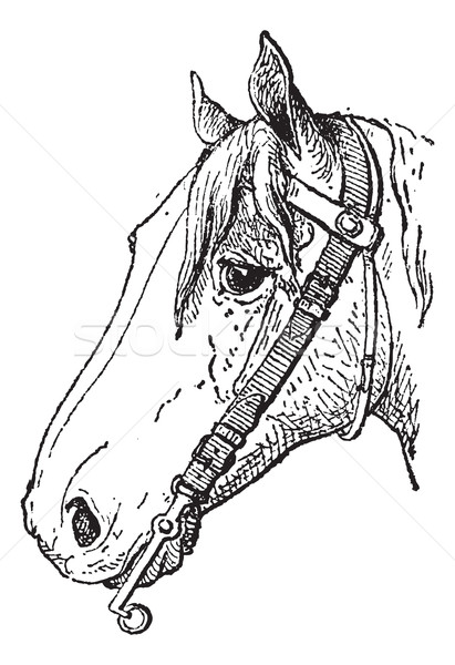 Bit Typ Pferd Reißzwecke Jahrgang Gravur Stock foto © Morphart