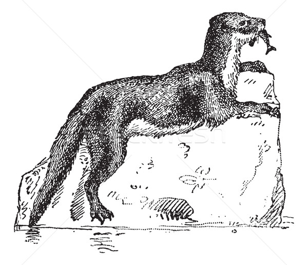 Eurasian Otter or Lutra lutra, vintage engraving Stock photo © Morphart