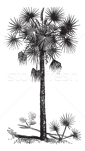 Palmetto or Cabbage Palm or Cabbage Palmetto or Palmetto Palm or Stock photo © Morphart