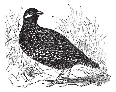 Merlin or Pigeon Hawk or Falco columbarius, vintage engraving Stock photo © Morphart