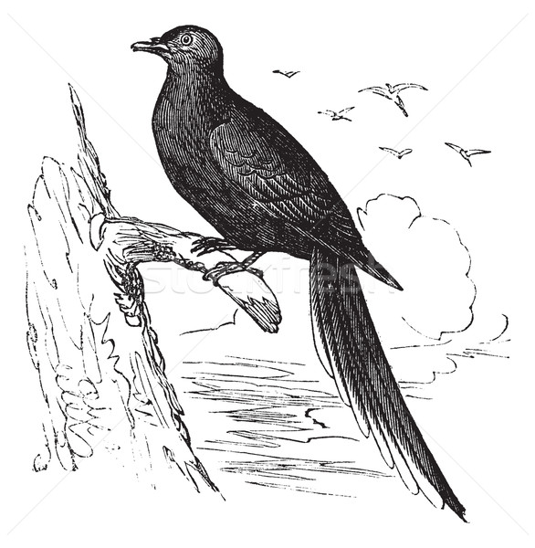 Passenger Pigeon or Wild Pigeon (Ectopistes migratorius), vintag Stock photo © Morphart