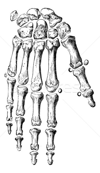 Skeleton of the hand and fingers, vintage engraving. Stock photo © Morphart
