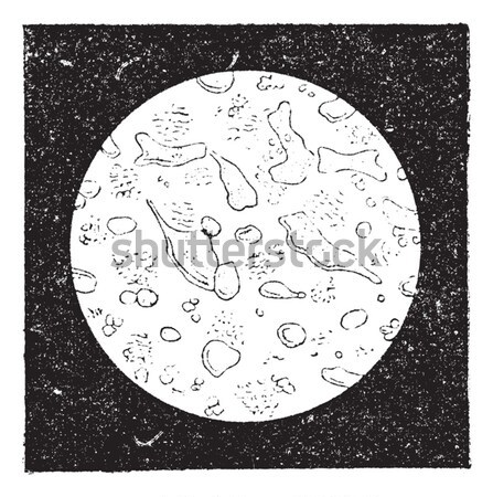 Fig. 2. White blood cells or leukocytes, vintage engraving. Stock photo © Morphart