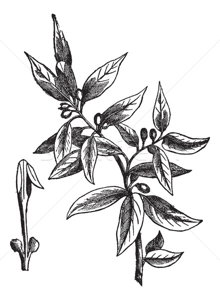 Bay leaves (Laurus nobilis) or sweet bay, vintage engraving Stock photo © Morphart