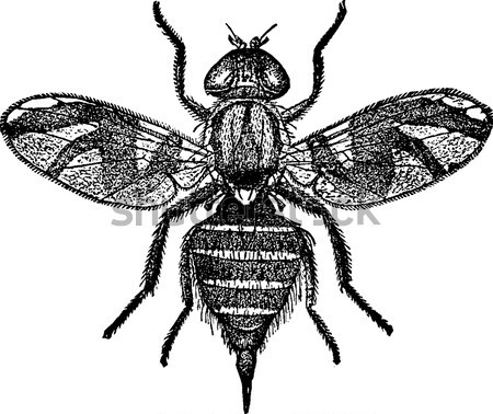 Gasterophilus or horse bot flies vintage engraving Stock photo © Morphart