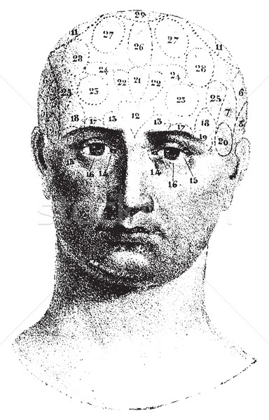 Type cranial given by Spurzheim, front view, vintage engraving. Stock photo © Morphart