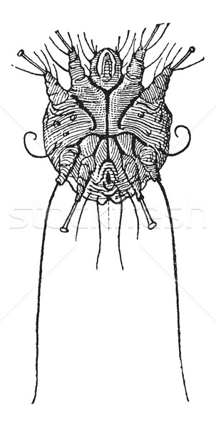 Sarcoptes scabiei or itch mite vintage engraving Stock photo © Morphart