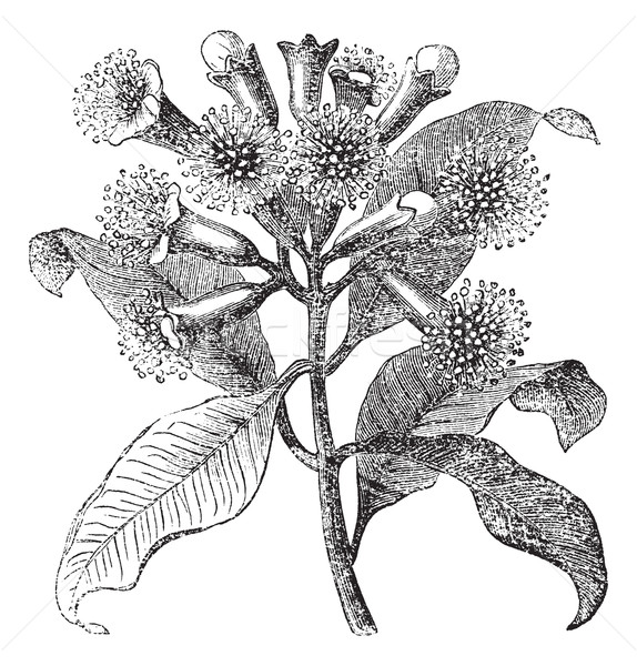 Cloves or Syzygium aromaticum vintage engraving Stock photo © Morphart