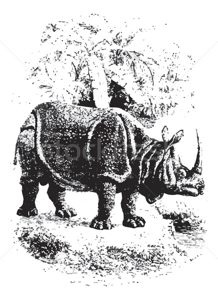 Rhinoceros, vintage engraving. Stock photo © Morphart