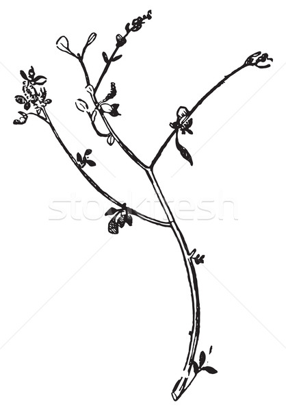 Chenopodium vulvaria or Stinking Goosefoot, vintage engraving. Stock photo © Morphart