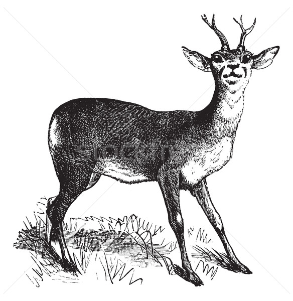 Stock photo: Roe Deer vintage engraving