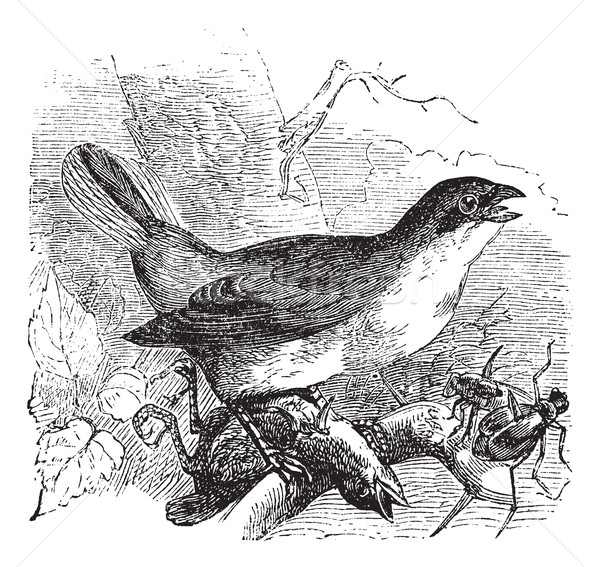 Red-backed Shrike or Lanius collurio, vintage engraving Stock photo © Morphart