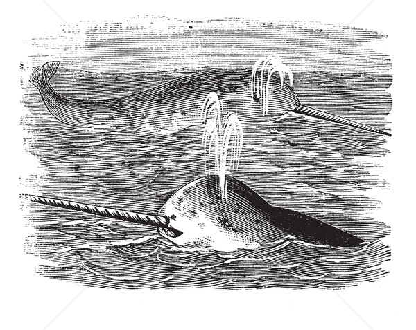 Narwhal or Monodon monoceros, vintage engraved illustration Stock photo © Morphart