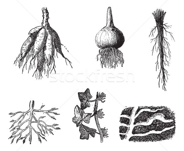 Different stages of Dahlia roots vintage engraving Stock photo © Morphart
