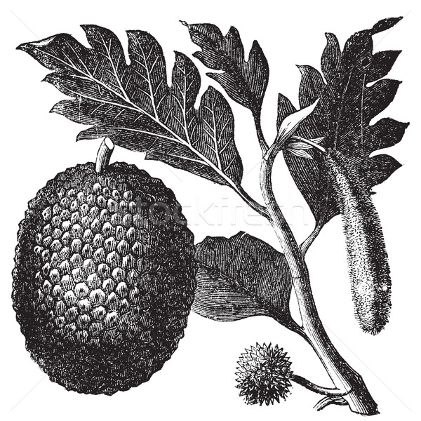 Breadfruit, Artocarpe or Artocarpus altilis old engraving. Stock photo © Morphart