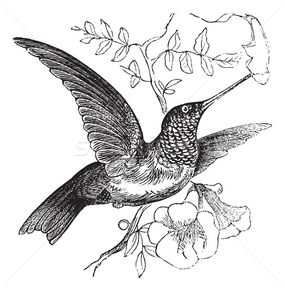 Kolibri Jahrgang Gravur alten graviert Illustration Stock foto © Morphart