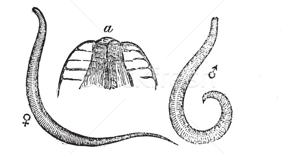 Pinworm or Threadworm or Seatworm or Enterobius vermicularis, vi Stock photo © Morphart