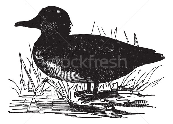 Common Teal or Anas crecca vintage engraving Stock photo © Morphart