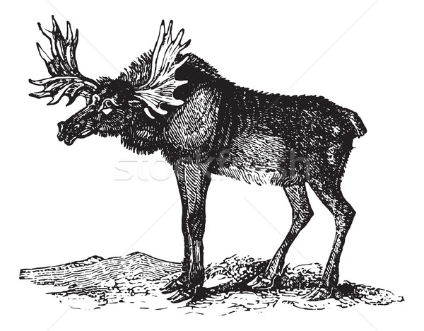 Elk or Wapti, vintage engraving. Stock photo © Morphart