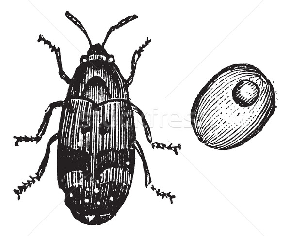 Bruchus pisorum, pea weevil or beetle vintage engraving. Stock photo © Morphart
