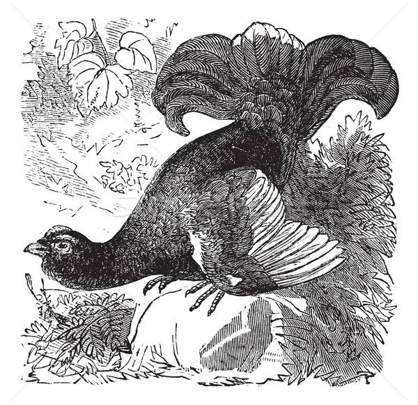 Stock photo: Black Grouse or Blackgame or Tetrao tetrix vintage engraving