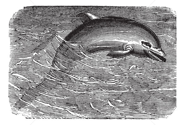 Delfin vintage starych wyryty ilustracja Zdjęcia stock © Morphart