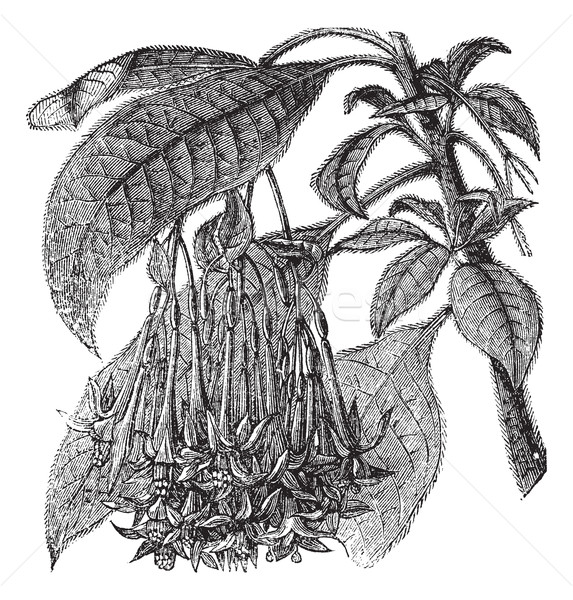 Fuchsia corymbiflora vintage engraving Stock photo © Morphart