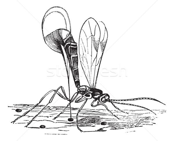 Wespe Jahrgang Gravur Skorpion fliegen alten Stock foto © Morphart