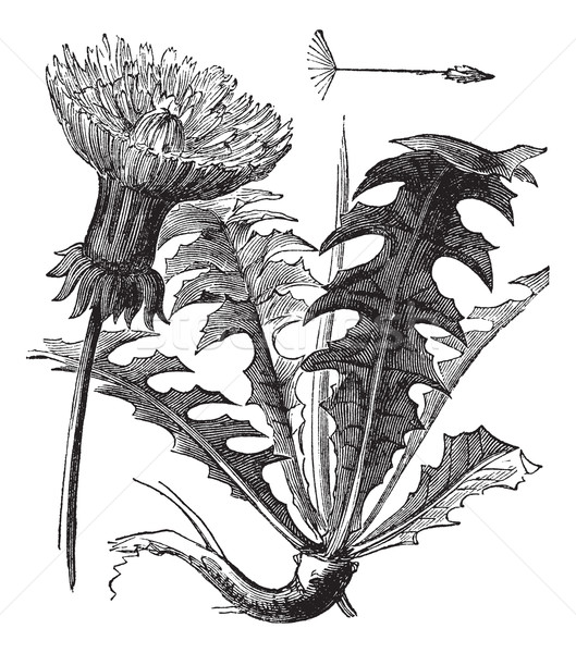 Păpădie epocă gravate ilustrare frunze Imagine de stoc © Morphart