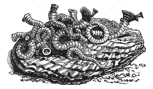 Stock photo: Serpula contortiplicata vintage engraving