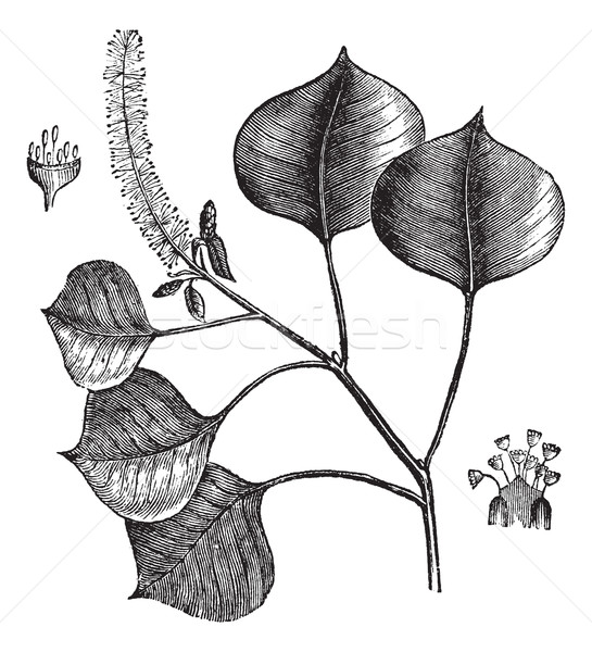 Chinese tallow tree or Sapium sebifera vintage engraving Stock photo © Morphart