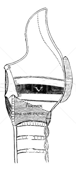 Median Section of the Larynx, vintage engraving Stock photo © Morphart