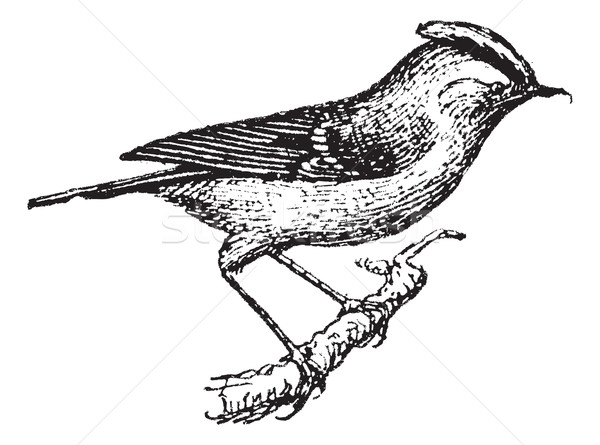 Wren perched on branch, vintage engraving. Stock photo © Morphart