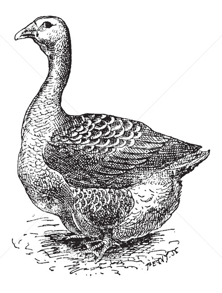 Toulouse Goose, vintage engraving Stock photo © Morphart