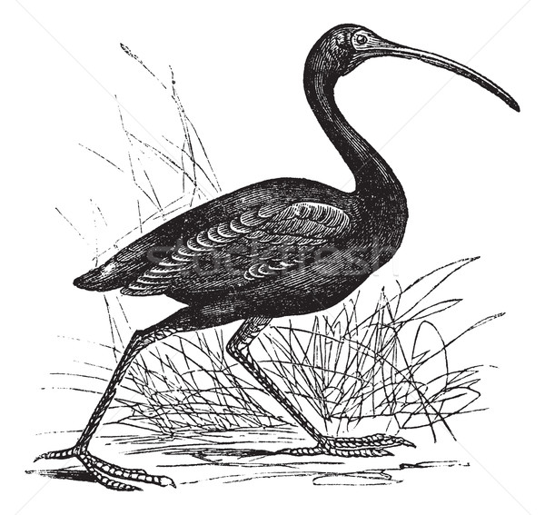 Scarlet Ibis or Eudocimus ruber vintage engraving Stock photo © Morphart