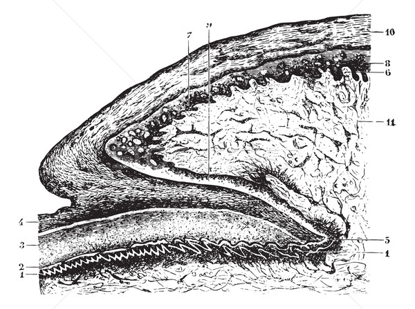 Cutting of the matrix and the root of the nail, vintage engravin Stock photo © Morphart