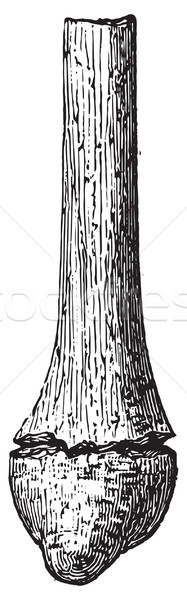 Fractured fibula when removed, vintage engraving. Stock photo © Morphart